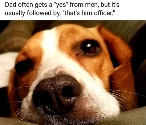 Pin By Mark Whitecotton On Beagle Memes Beagle Basset Hound Animals