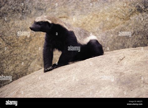 Nocturnal Badger Hi Res Stock Photography And Images Alamy