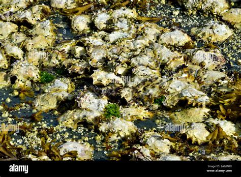 Living Shoreline Oyster Bed Hi Res Stock Photography And Images Alamy