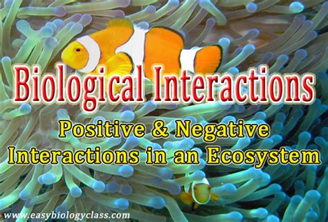 Interactions In An Ecosystem Easybiologyclass