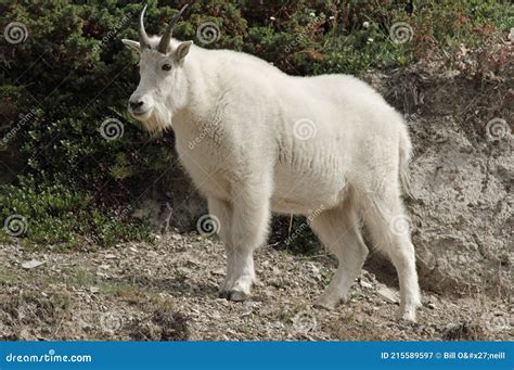 Rocky Mountain Goat Oreamnos Americanus Stock Image Image Of Trail