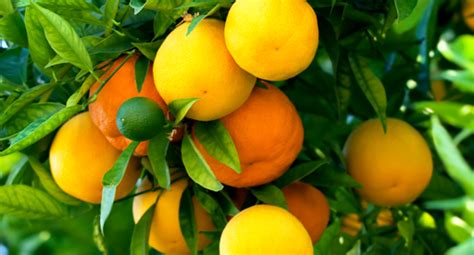 Citrus Growing Guide Tui How To Prepare Plant Nourish