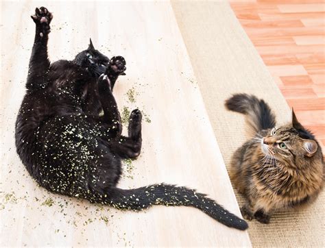 We did not find results for: Can Cats Be Allergic To Catnip: Common Worries And ...