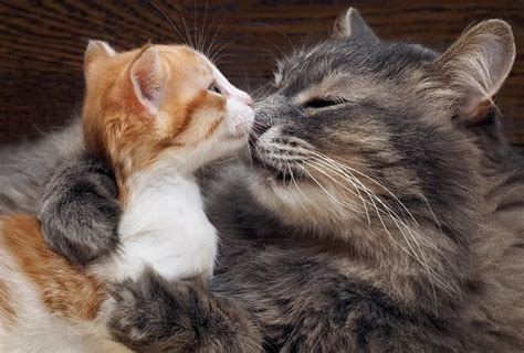 How To Introduce A New Kitten To A Cat Your Guide To Cat Bonding