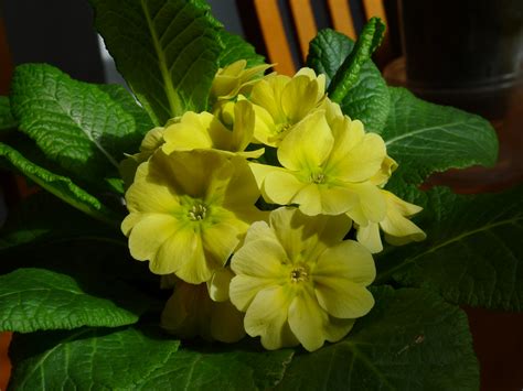 20120305 Primula Acaulis Thrum Thrum Flower South East Flickr