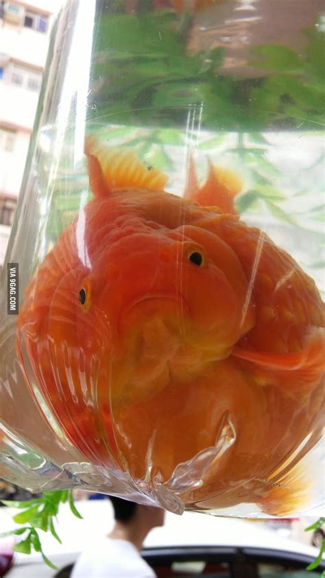 Fat Fish Is Fat 9gag