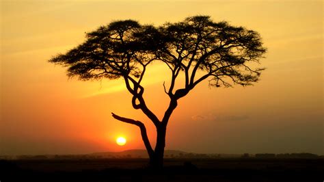 Single Acacia Tree At Sunrise Masai Mara Kenya загрузить Обои на
