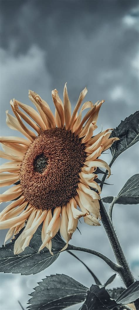 1080x2400 Sunflower Micro 1080x2400 Resolution Wallpaper Hd Nature 4k