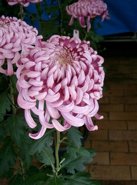 Filechrysanthemum Morifolium Cv2 Wikimedia Commons