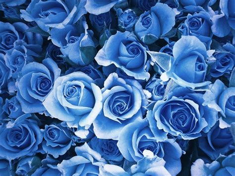 Blue Roses Wallpapers Wallpaper Cave