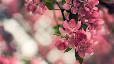 Wallpaper Cherry Blossom Flower Images