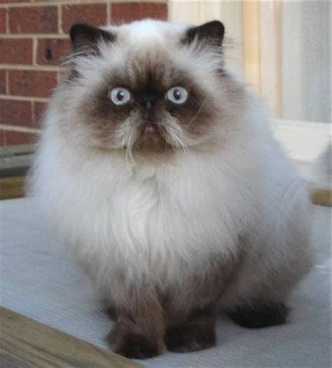 Learn all about persians here. Maintenance of Long-Haired vs. Short-Haired Cats | PetHelpful