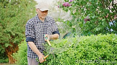 Male Gardener Pruning Decorative Bushes With Trimming Shears In Private Yard Stock Footage