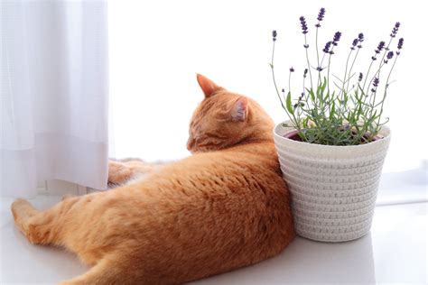 The smell of lavender, if inhaled occasionally, is not known to be harmful to cats. Are Essential Oils Safe for Cats? Lavender & Other Oil ...