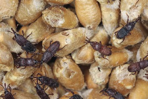 Stored Product Pests Pest Control Jupiter Termite Control Florida