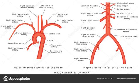 Major Arteries Abdominal Vascular Anatomy Abdominal Vasculature
