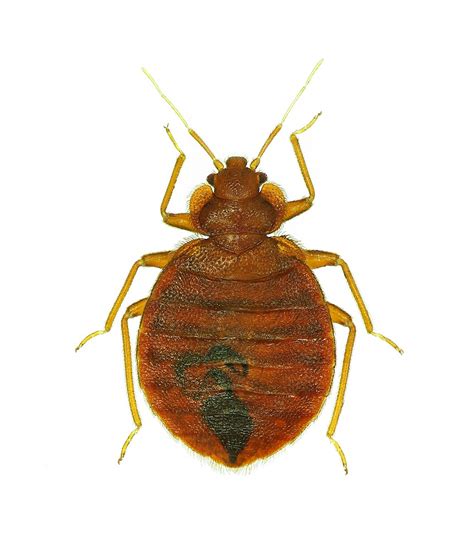 Bugs That Look Like Bed Bugs Pictures Examples