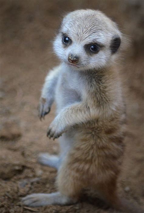 I Dont Like Meerkat Mondays Cute Animals Animals
