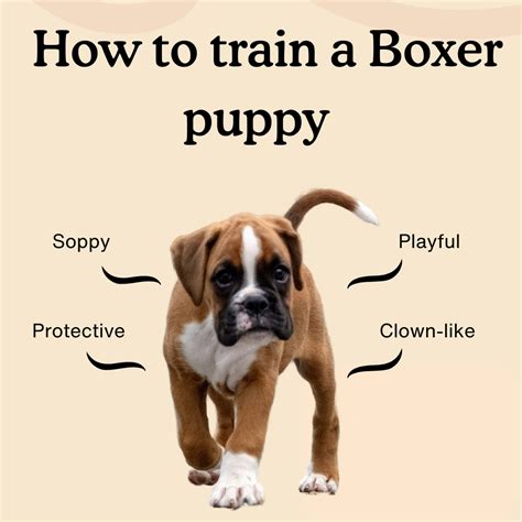 How To Train A Boxer Puppy The Ultimate 8 Week Guide Zigzag