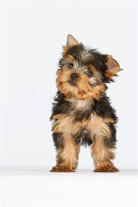Daily Dose September 21 2016 Petite Pup Yorkshire Terrier Puppy