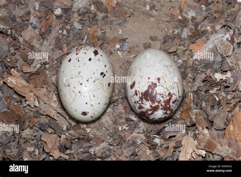 Turkey Vulture Eggs In Abandoned Shed Nest Found Near Congaree