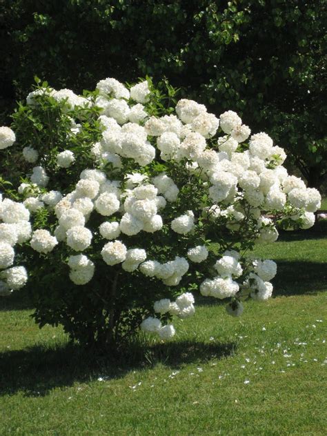 Flowering Bushes Trees And Shrubs Trees To Plant Outdoor Plants