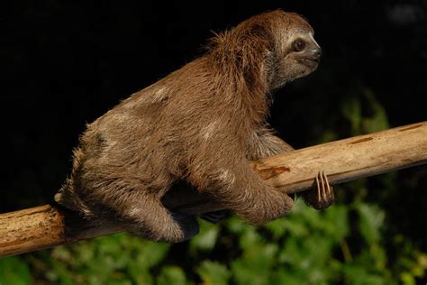 Sloths In The Amazon Rainforest Rainforest Cruises