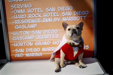Nearly 80 french and english bulldogs were rescued from a southern california home suspected of being a puppy mill. Photos: Dogs Dressed Up for San Diego Comic Con ...