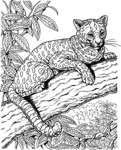 Amazing Animal Jaguar Coloring Pages Bulk Color Cat