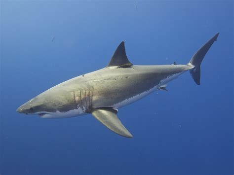 Great Whites And Basking Sharks New Zealand Near Threatened Sharknewz