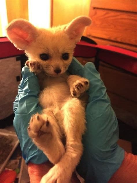 15 Super Cute Hand Sized Baby Animals Part 2