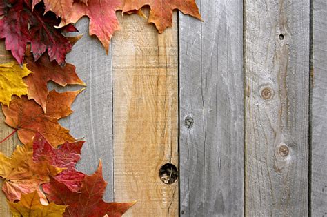 Autumn Maple Leaves Framing Rustic Wood Background Stock Photo
