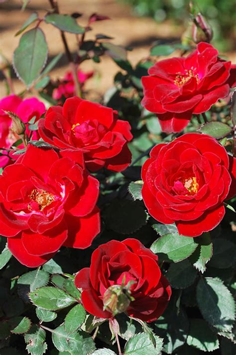 Sunrosa Roses Captions Entry