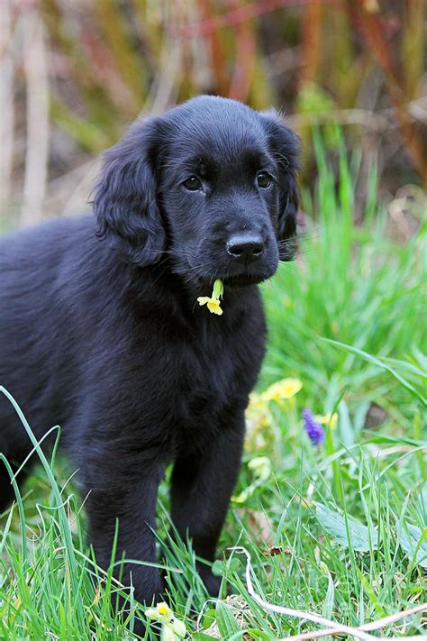 Black Flat Coated Retriever Puppy With Yellow Blossom Photograph By Dog