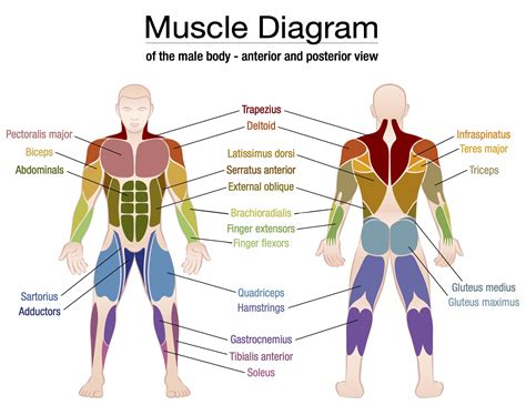Know Your Muscles — Jaydigains
