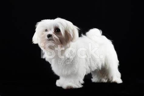 Maltese Dog Color Image Stock Photo Royalty Free Freeimages