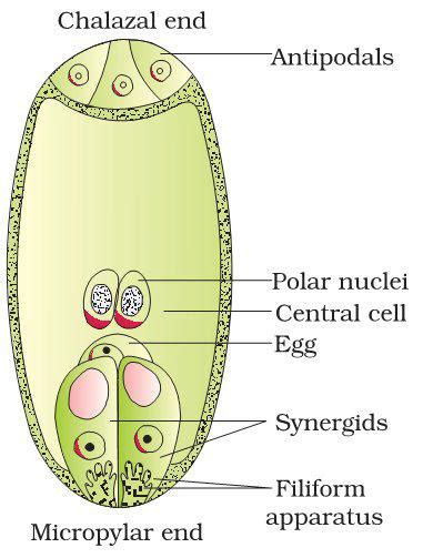 This chapter primarily deals with advances in isolation and manipulation of the embryo sac or female gametophyte of flowering plants. A mature embryo sac in a flowing plant ay possess toppr.com