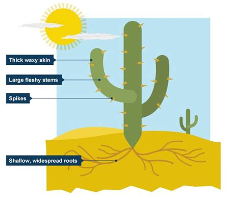 Ks3 Geography Desert Biomes Revision 2 Geography Plant