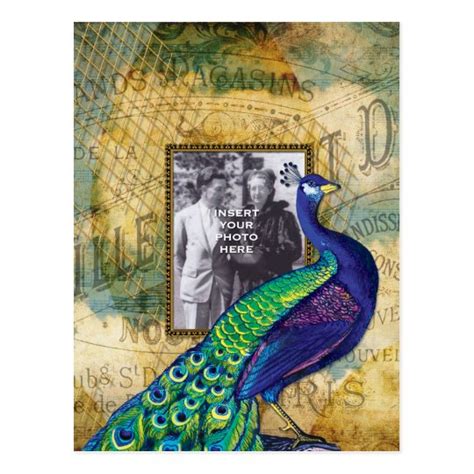 Vintage Peacock In Paris Frame Postcard Zazzle