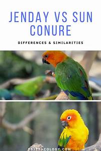 Jenday Conure Vs Sun Conure With Comparison Chart Psittacology