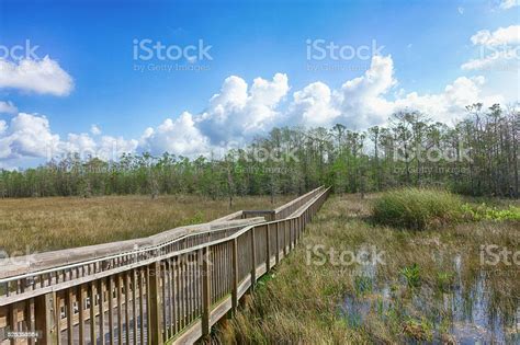 Wood Elevated Pedestrian Walkway Over Wetlands Marsh Stock Photo