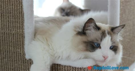 Ragdoll Cat Facts 12 Things You Probably Didnt Know About Ragdolls