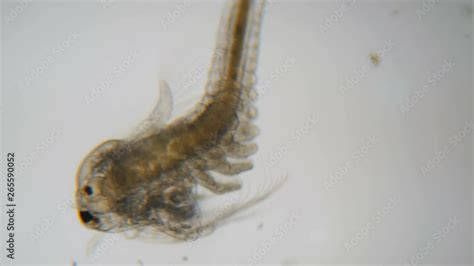 Artemia Salina Under The Microscope Closeup Artemia Plankton Brine Shrimp Swimming In The