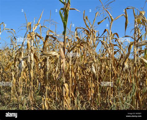 Dry Maize Plants And Corn Cobs In Field Zea Mays Summer Drought Stock