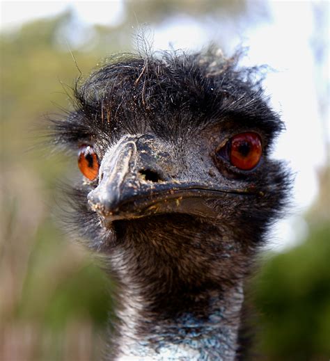 Mathbionerd Emu A Large Bird With Surprisingly Intact Sex Chromosomes