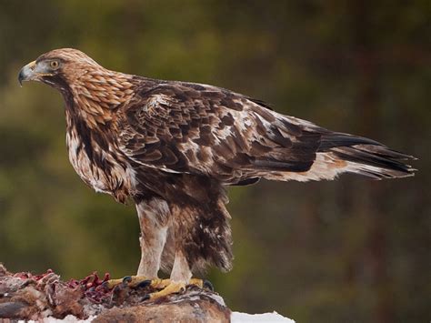 Golden Eagle Aquila Chrysaetos Speed Size And Eagle Facts