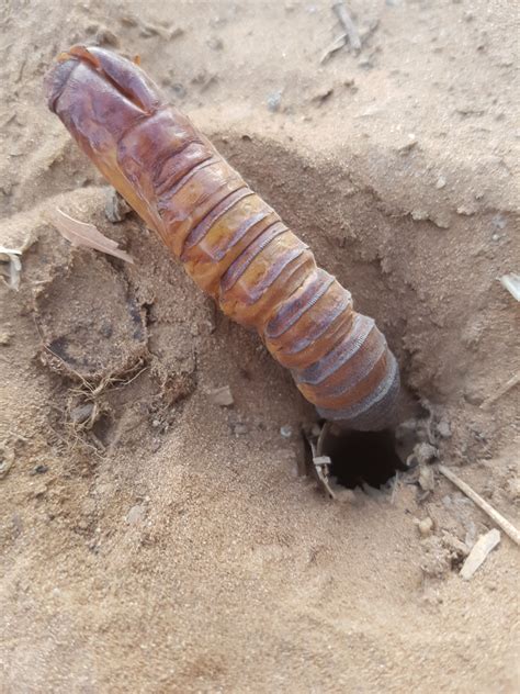 Mystery Holes In Lawn Bunnings Workshop Community