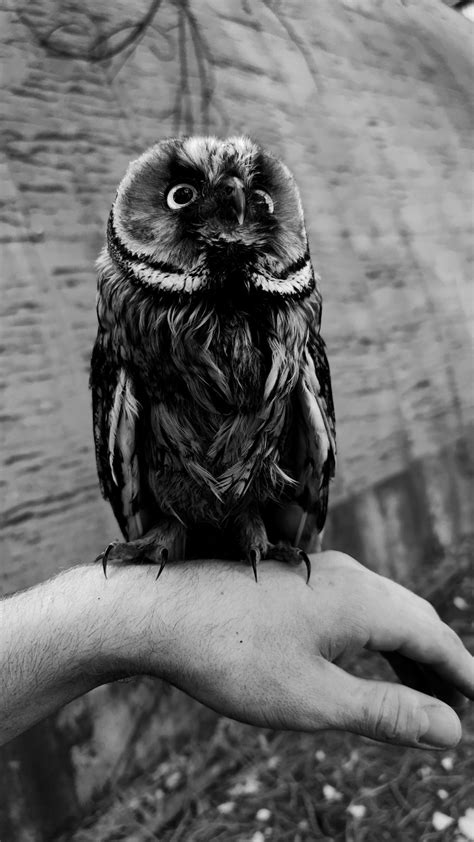 Bird Owl Animal Free Photo On Pixabay Pixabay