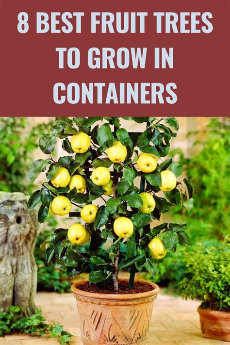 8 Best Fruit Trees To Grow In Containers Gardening Sun In 2021 Best