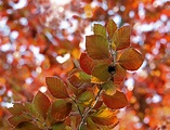 Herbst im Frühling Foto & Bild | pflanzen, pilze & flechten, bäume ...
